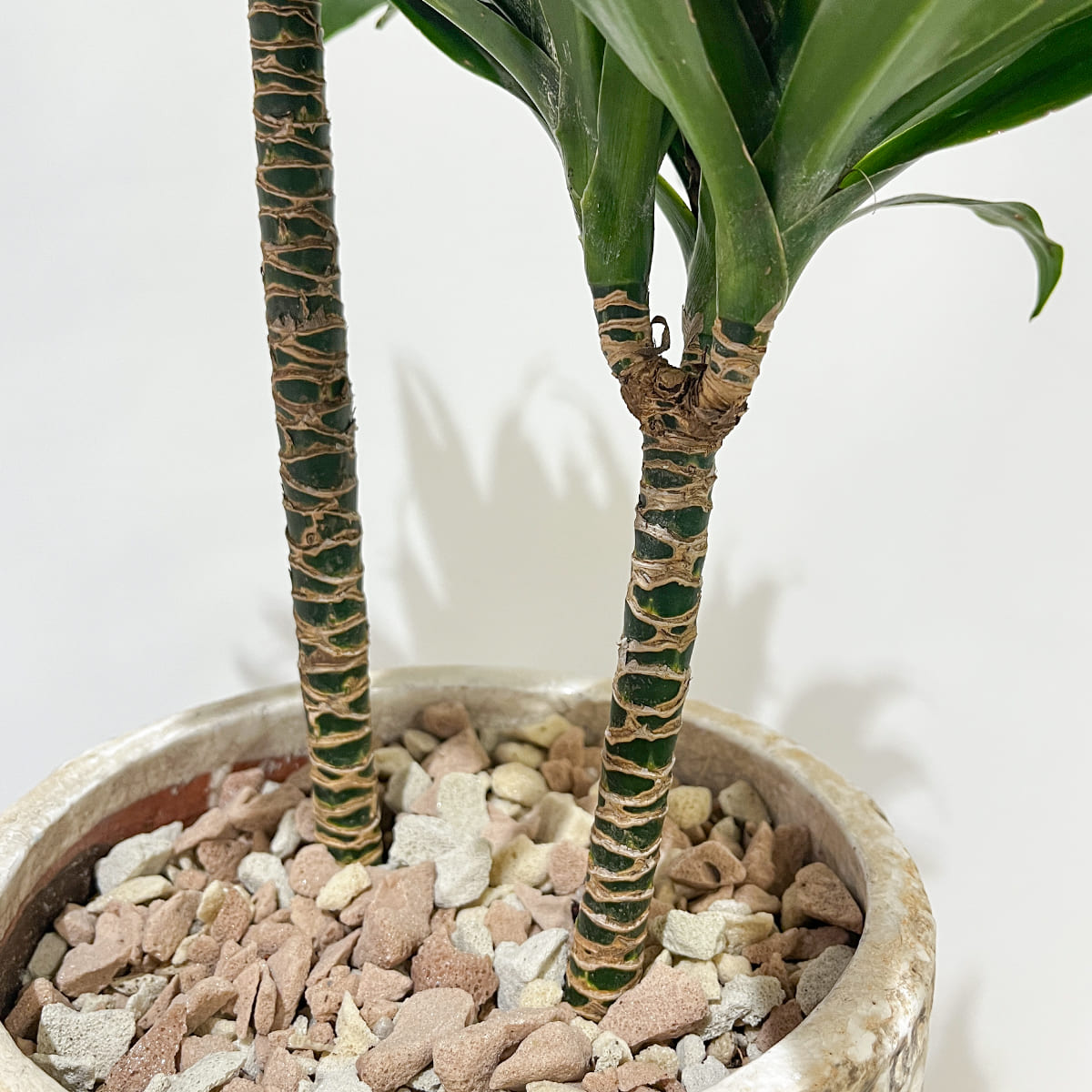 【ドラセナ・コンパクタ】陶器鉢付き｜観葉植物