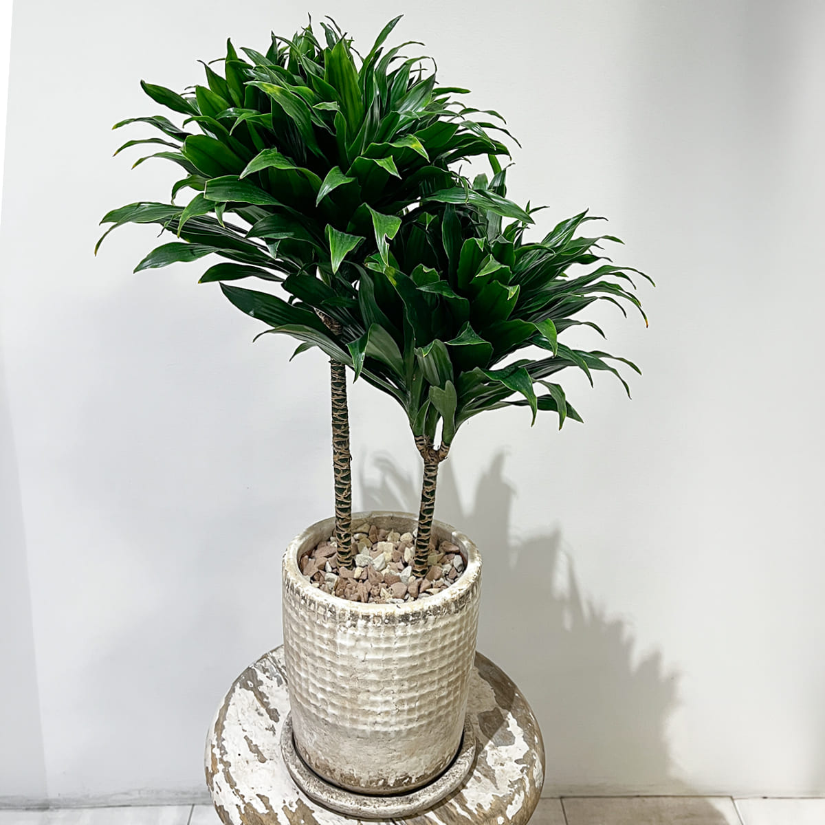 【ドラセナ・コンパクタ】陶器鉢付き｜観葉植物