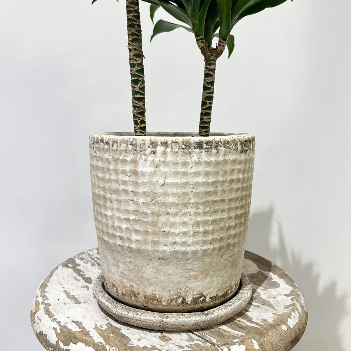 【ドラセナ・コンパクタ】陶器鉢付き｜観葉植物