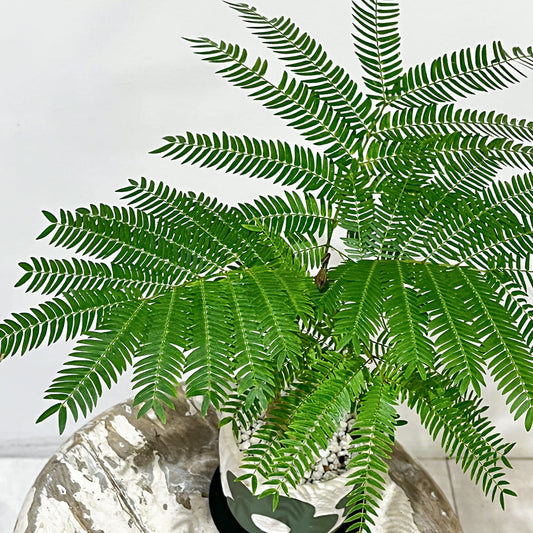 【エバーフレッシュ】観葉植物（陶器鉢付き）