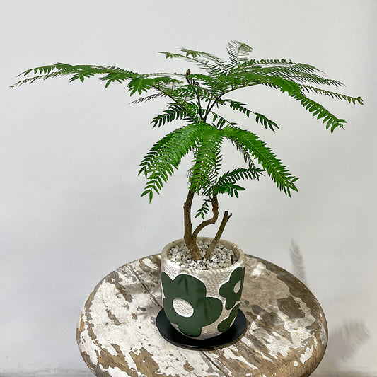 【エバーフレッシュ】観葉植物(陶器鉢付き)