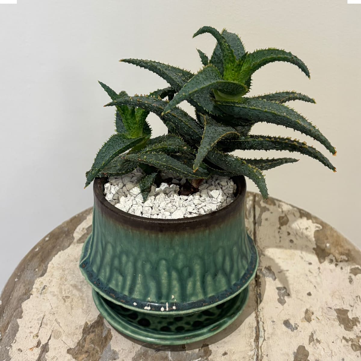 【スターアロエ クラカトア】陶器鉢付き｜観葉植物