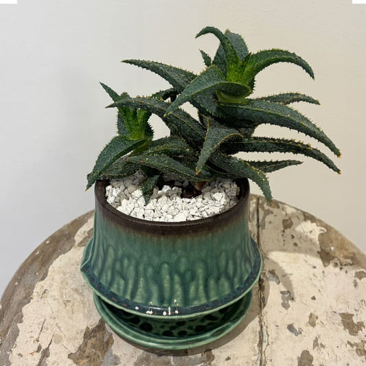 【スターアロエ クラカトア】陶器鉢付き｜観葉植物