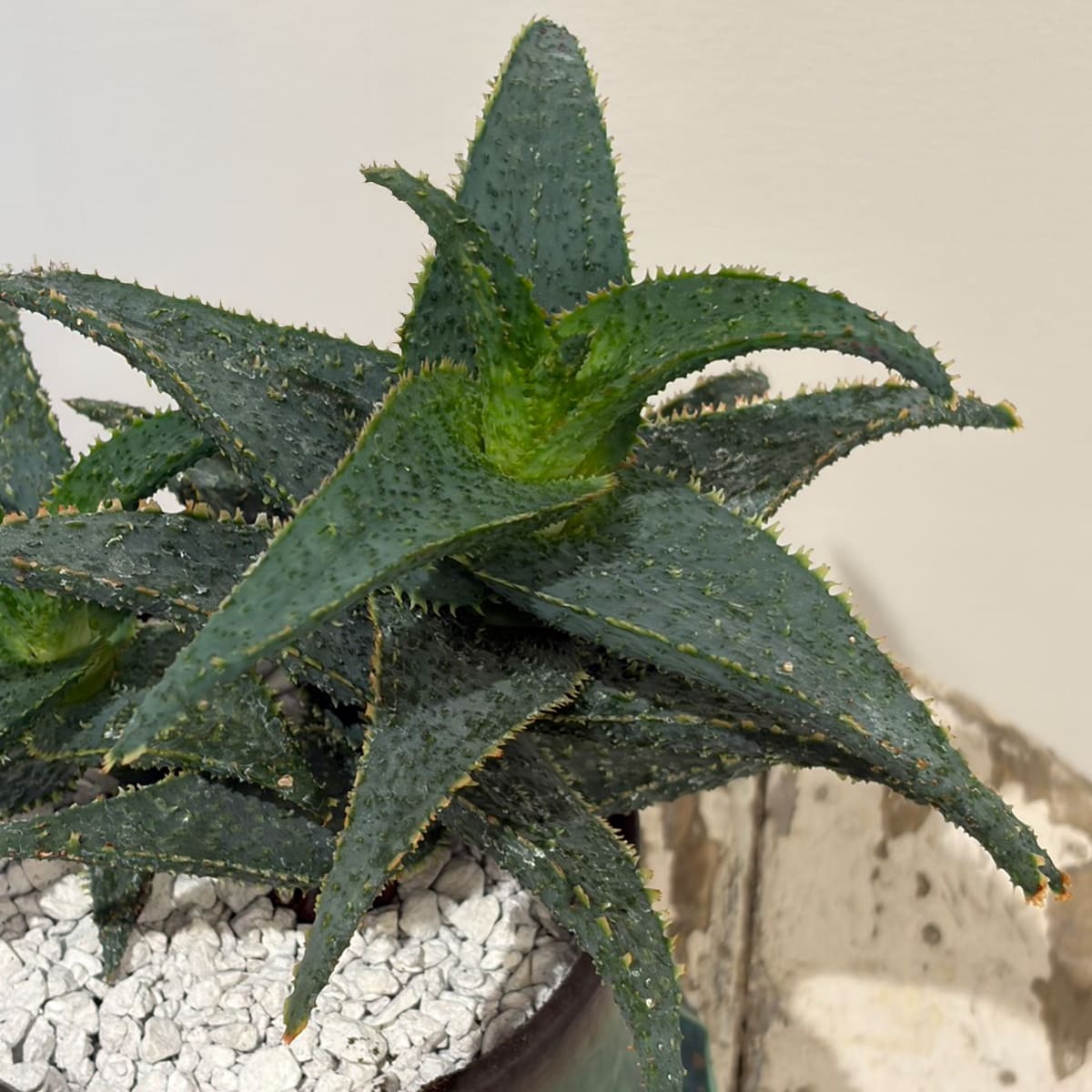 【スターアロエ クラカトア】陶器鉢付き｜観葉植物