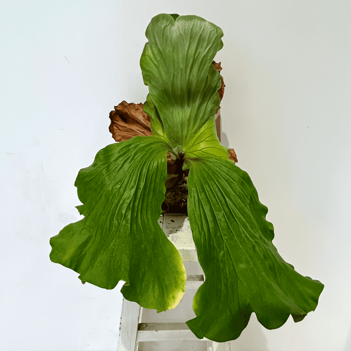 【ビカクシダ(コウモリラン)】エレファントティス 特大サイズ 板付け｜観葉植物