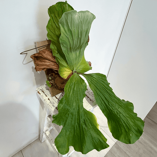 【ビカクシダ(コウモリラン)】エレファントティス 特大サイズ 板付け｜観葉植物