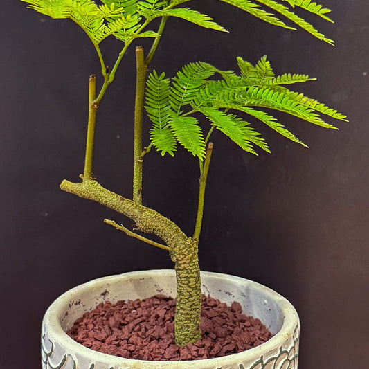 【エバーフレッシュ】観葉植物（陶器鉢付き）