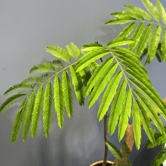 【エバーフレッシュ】観葉植物（陶器鉢付き）