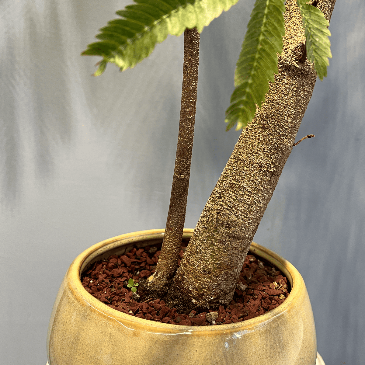 エバーフレッシュ】観葉植物(陶器鉢付き)|観葉植物の通販サイト – hanna エバーフレッシュ】観葉植物(陶器鉢付き)|観葉植物の通販サイト – hanna