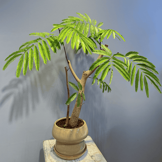 【エバーフレッシュ】観葉植物(陶器鉢付き)