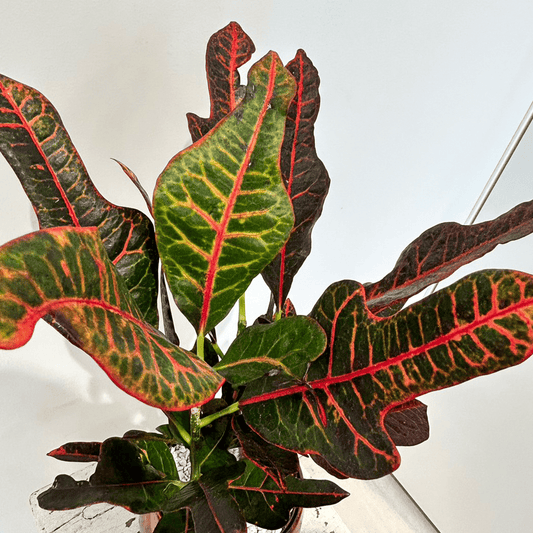 【クロトン・エクセレント】陶器鉢入り｜観葉植物