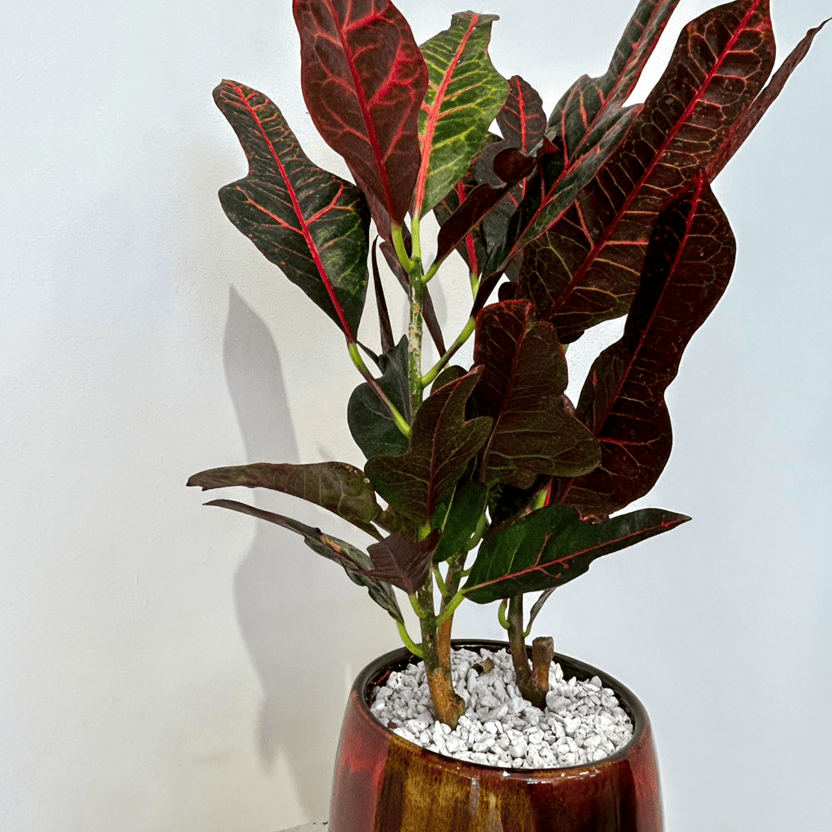 【クロトン・エクセレント】陶器鉢入り｜観葉植物