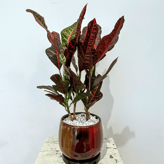 Croton in a glass mosaic ceramic pot | Table-sized | Houseplant