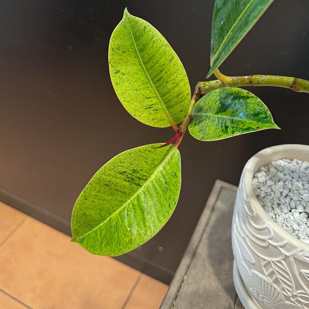 最強湾曲！唯一無二！陶器鉢付き観葉植物　曲げフィカス　45cm 立派　くっきり葉模様　 最強湾曲！陶器鉢付！ 曲げフィカス 45cm 立派 くっきり葉模様 鉢の