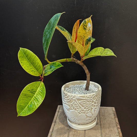 【フィカス ジン】曲げ仕立て｜観葉植物 (陶器鉢付き)