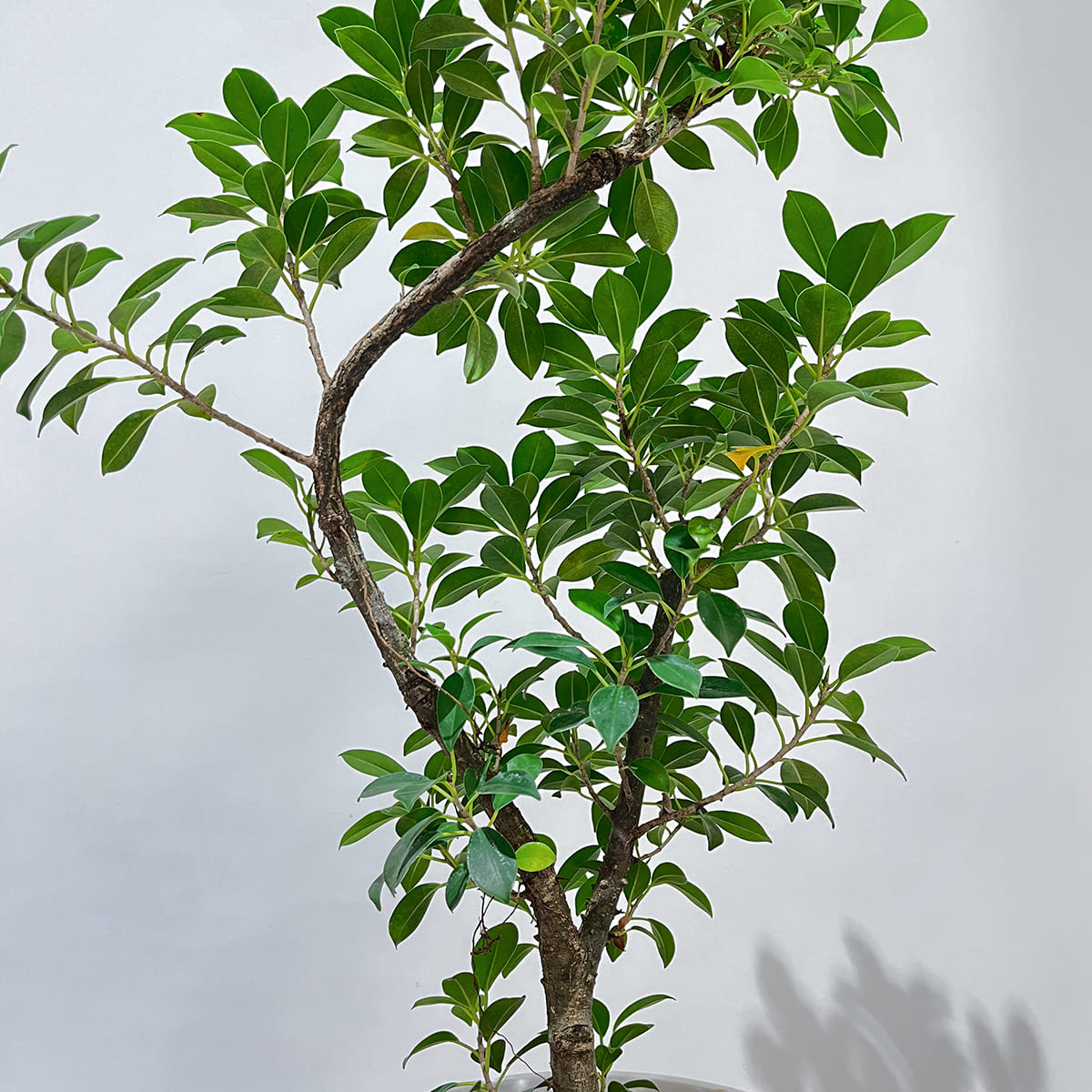 Zamia florida 03, small size | Houseplant (with ceramic pot) - carefully selected by buyers - Okinawan houseplants
