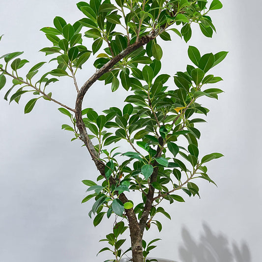 【フィカス・ナナ】曲がり仕立て 鉢付き｜観葉植物《バイヤー厳選・沖縄観葉植物》
