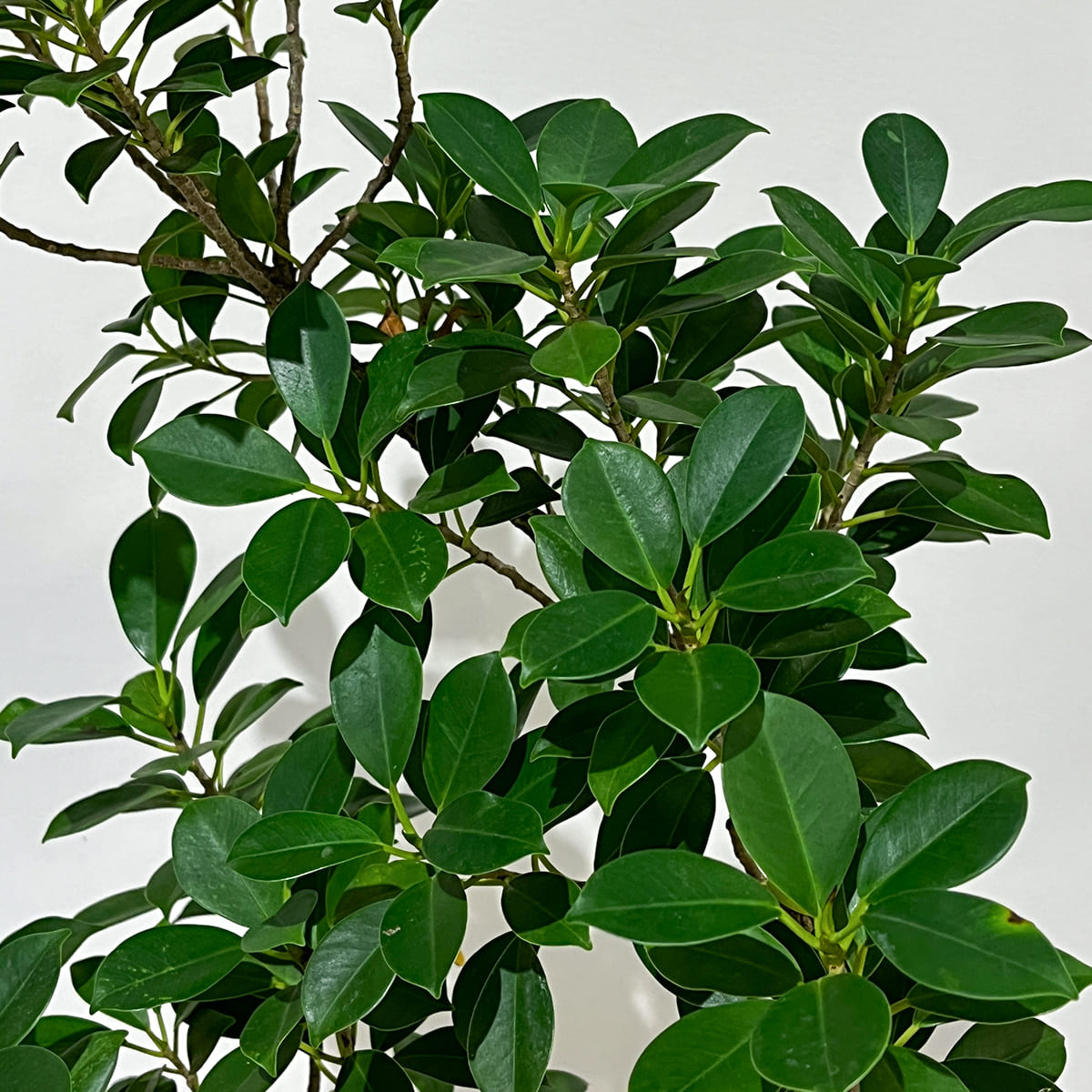 Zamia florida 03, small size | Houseplant (with ceramic pot) - carefully selected by buyers - Okinawan houseplants