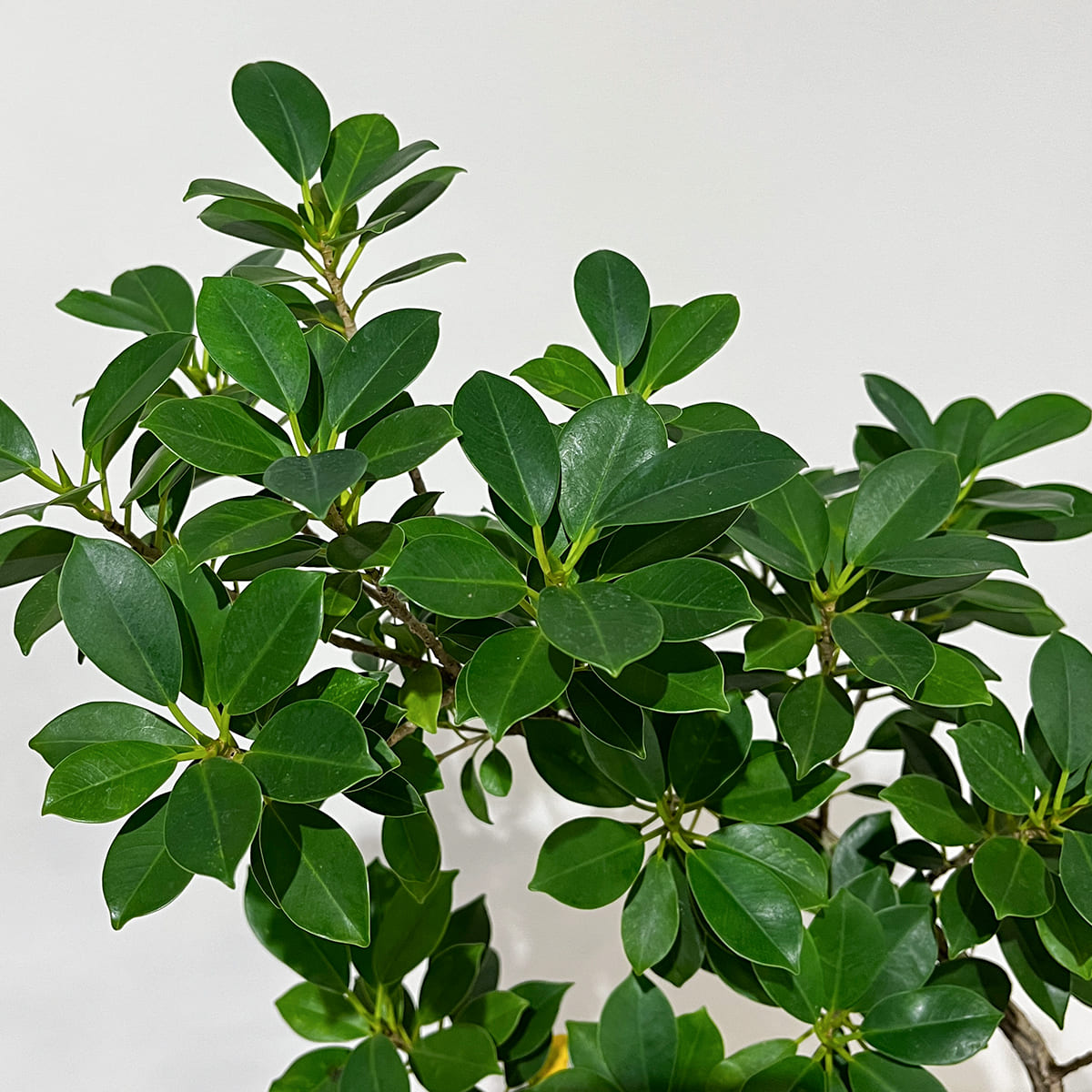 Zamia florida 03, small size | Houseplant (with ceramic pot) - carefully selected by buyers - Okinawan houseplants