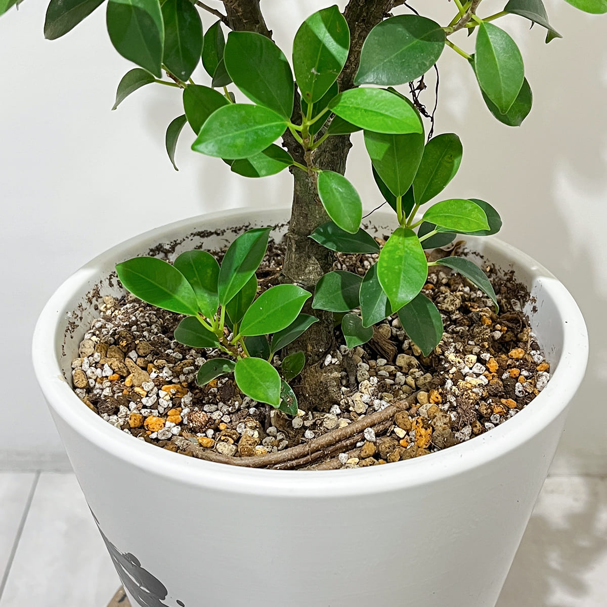 Zamia florida 03, small size | Houseplant (with ceramic pot) - carefully selected by buyers - Okinawan houseplants