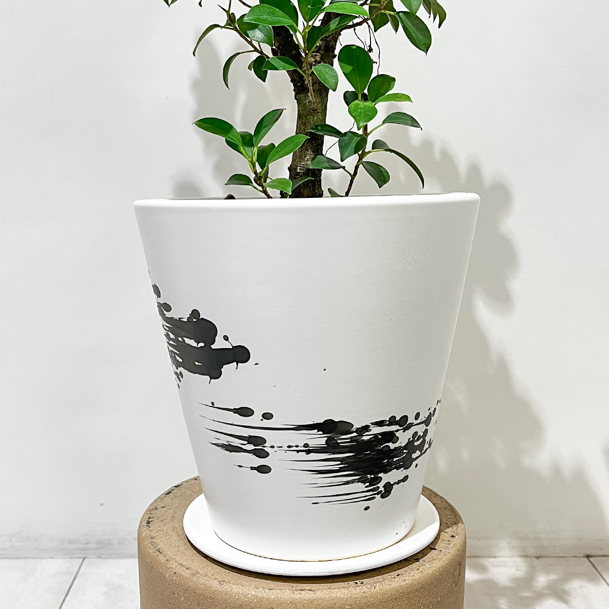 Zamia florida 03, small size | Houseplant (with ceramic pot) - carefully selected by buyers - Okinawan houseplants
