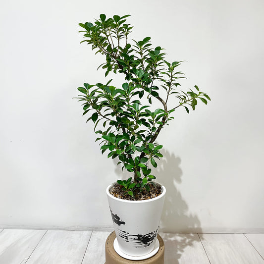 【フィカス・ナナ】曲がり仕立て 鉢付き｜観葉植物《バイヤー厳選・沖縄観葉植物》