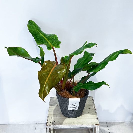 レンジ色の新芽が特徴のフィロデンドロン オレンジマーマレードの鉢植え