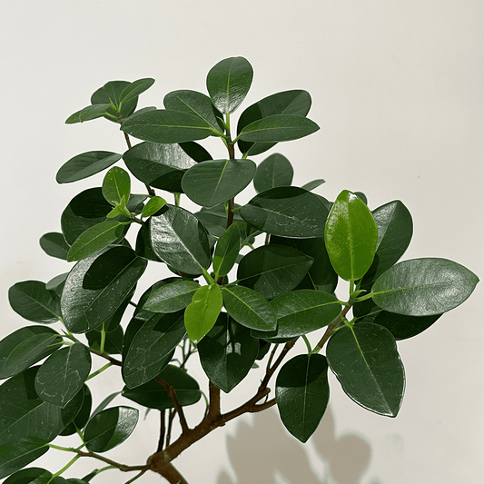 【フランスゴム②】観葉植物（オレンジ色の陶器製鉢付き）