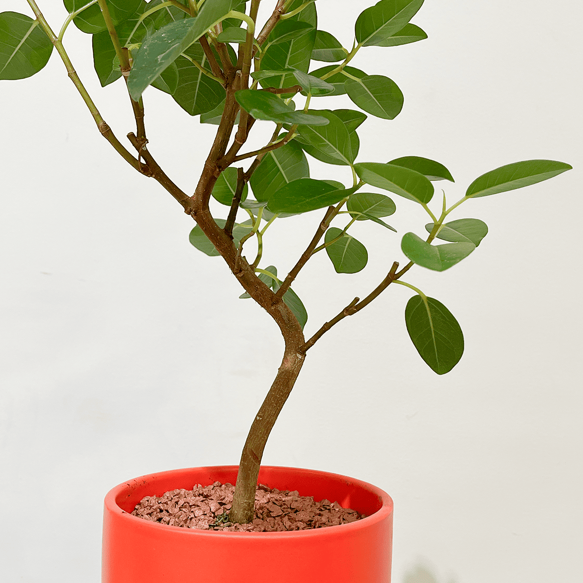 【알라 레어 그린 우아함】 흰 도자기 냄비 첨부 | 소형 | 관엽 식물