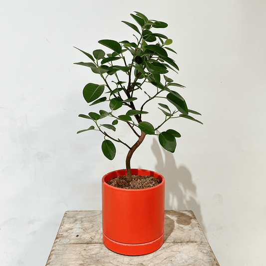 【フランスゴム②】観葉植物(オレンジ色の陶器製鉢付き)