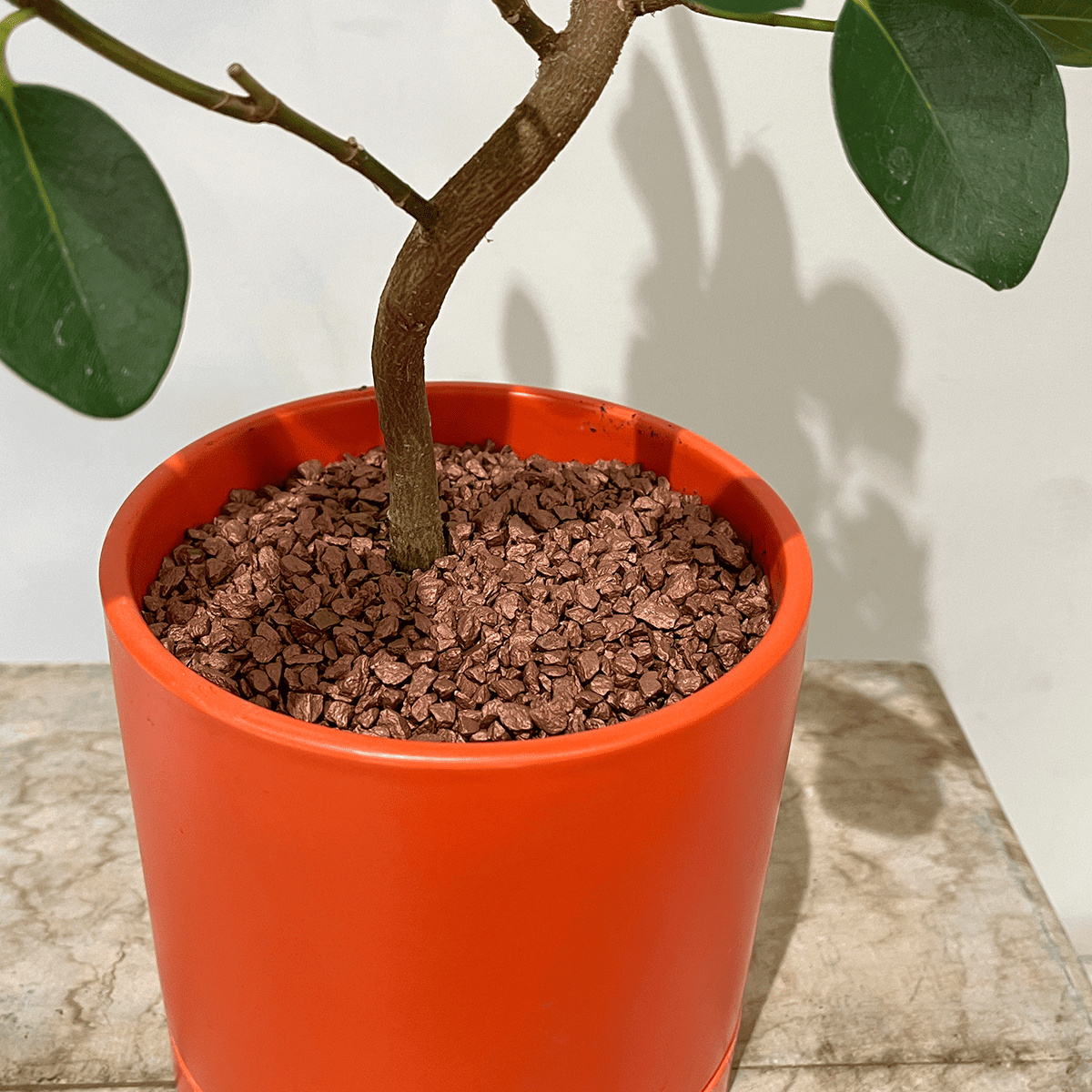 フランスゴム②】観葉植物(オレンジ色の陶器製鉢付き)|観葉植物の フランスゴム②】観葉植物(オレンジ色の陶器製鉢付き)|観葉植物の