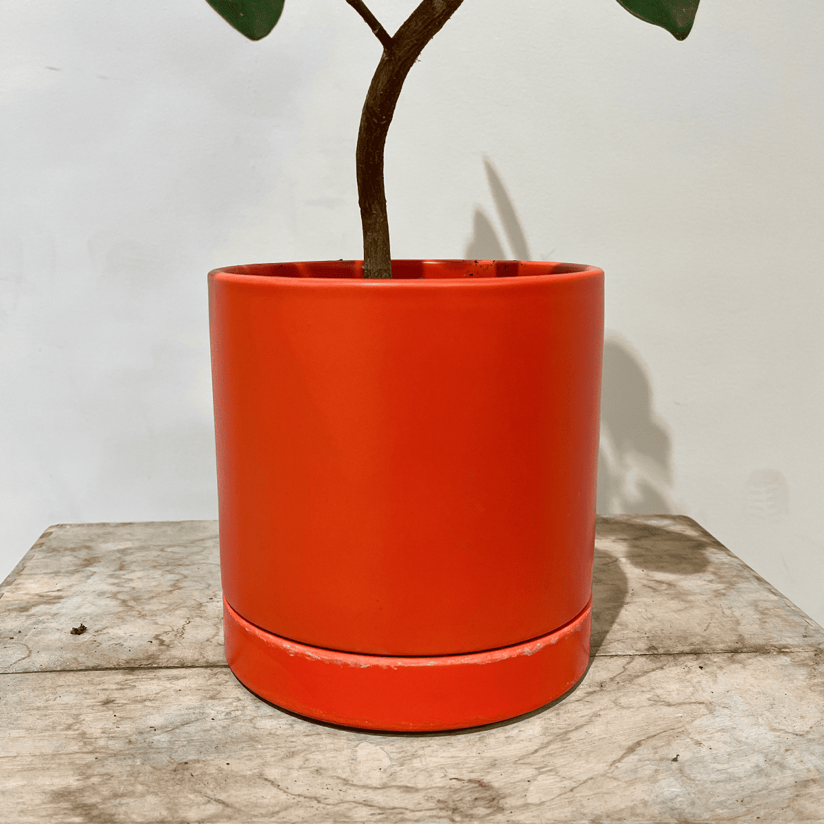 【알라 레어 그린 우아함】 흰 도자기 냄비 첨부 | 소형 | 관엽 식물