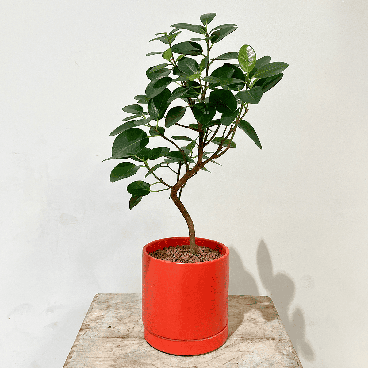 【알라 레어 그린 우아함】 흰 도자기 냄비 첨부 | 소형 | 관엽 식물