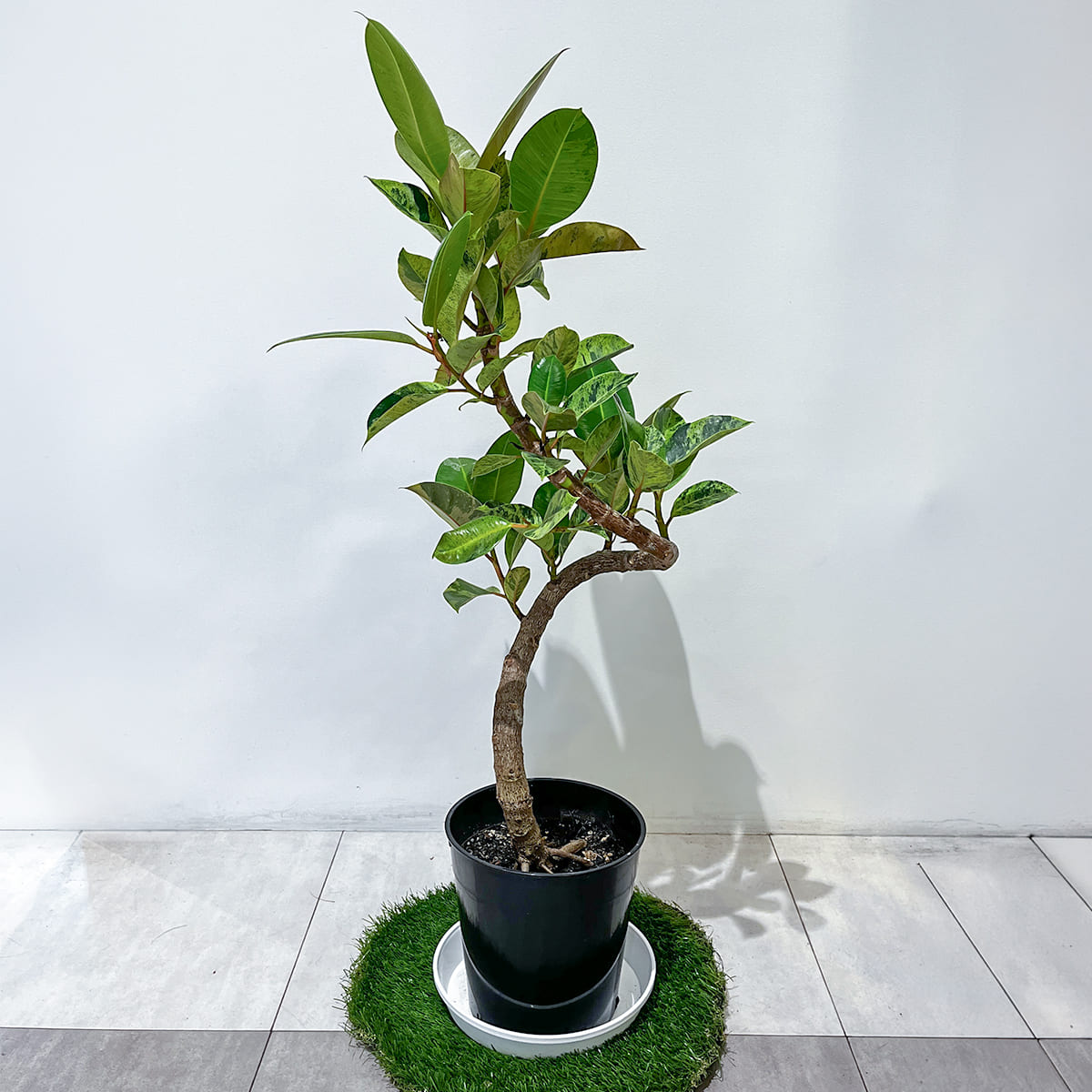 斑入りの葉と曲線を描く幹が特徴のフィカス・ジンの鉢植え