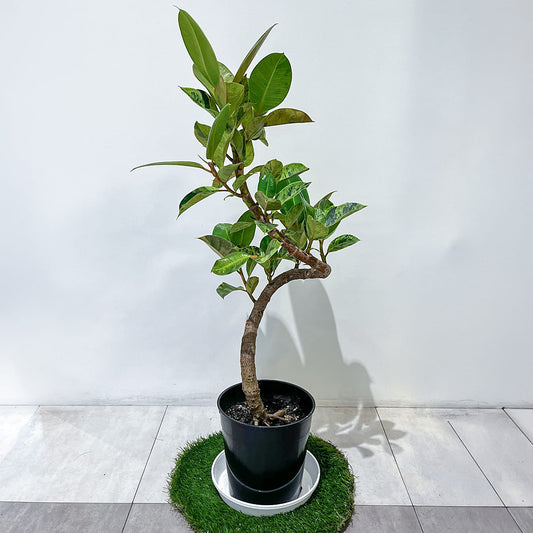 斑入りの葉と曲線を描く幹が特徴のフィカス・ジンの鉢植え