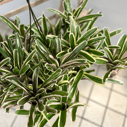 ネオレゲリア・ファイヤーボールの上部