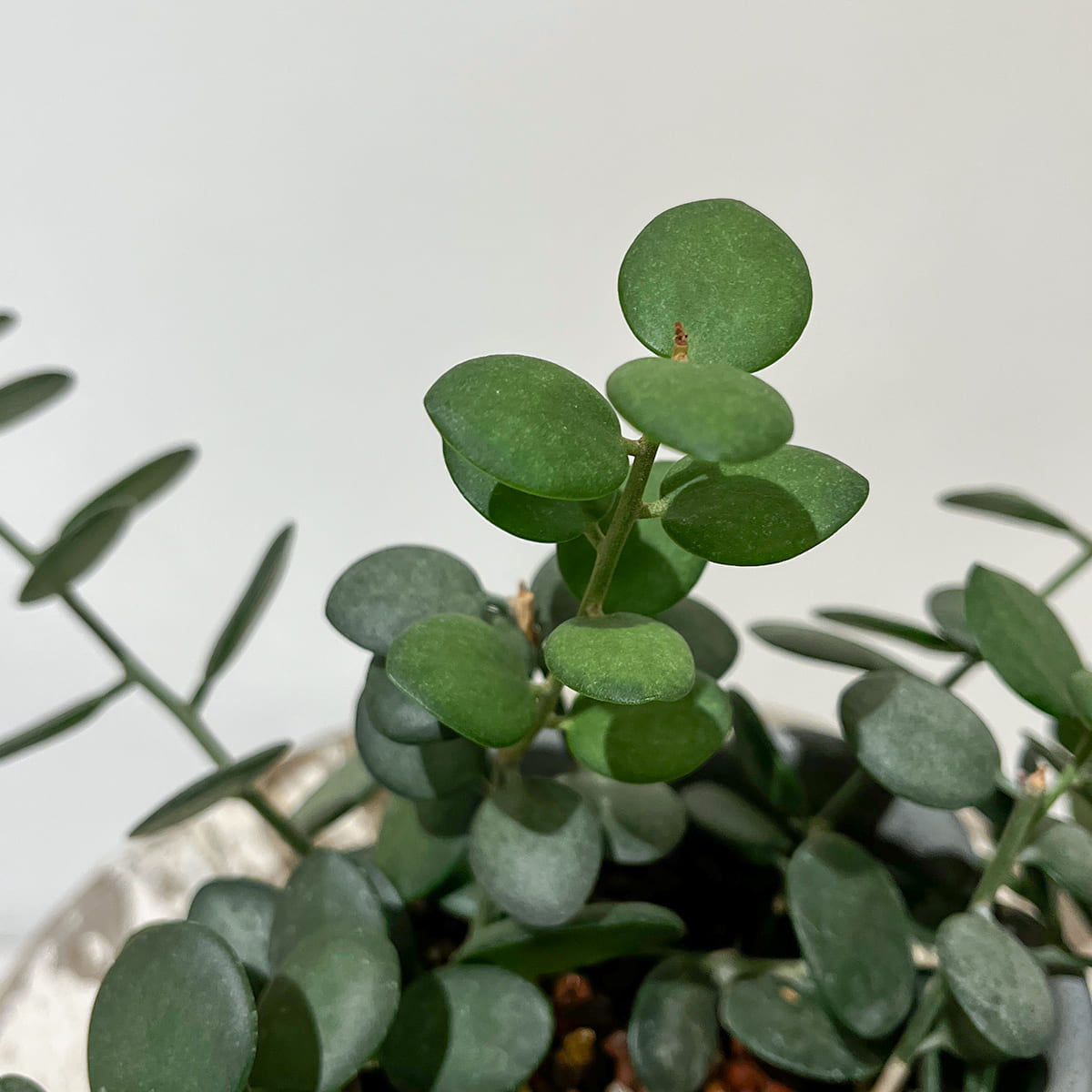 Zamia florida 03, small size | Houseplant (with ceramic pot) - carefully selected by buyers - Okinawan houseplants
