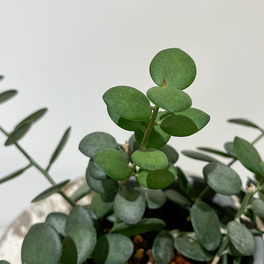 【グリーンドラム】陶器鉢付き｜観葉植物