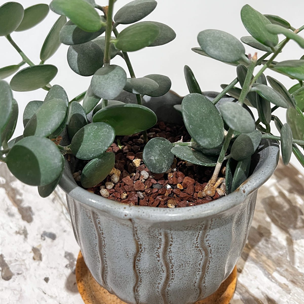 Zamia florida 03, small size | Houseplant (with ceramic pot) - carefully selected by buyers - Okinawan houseplants