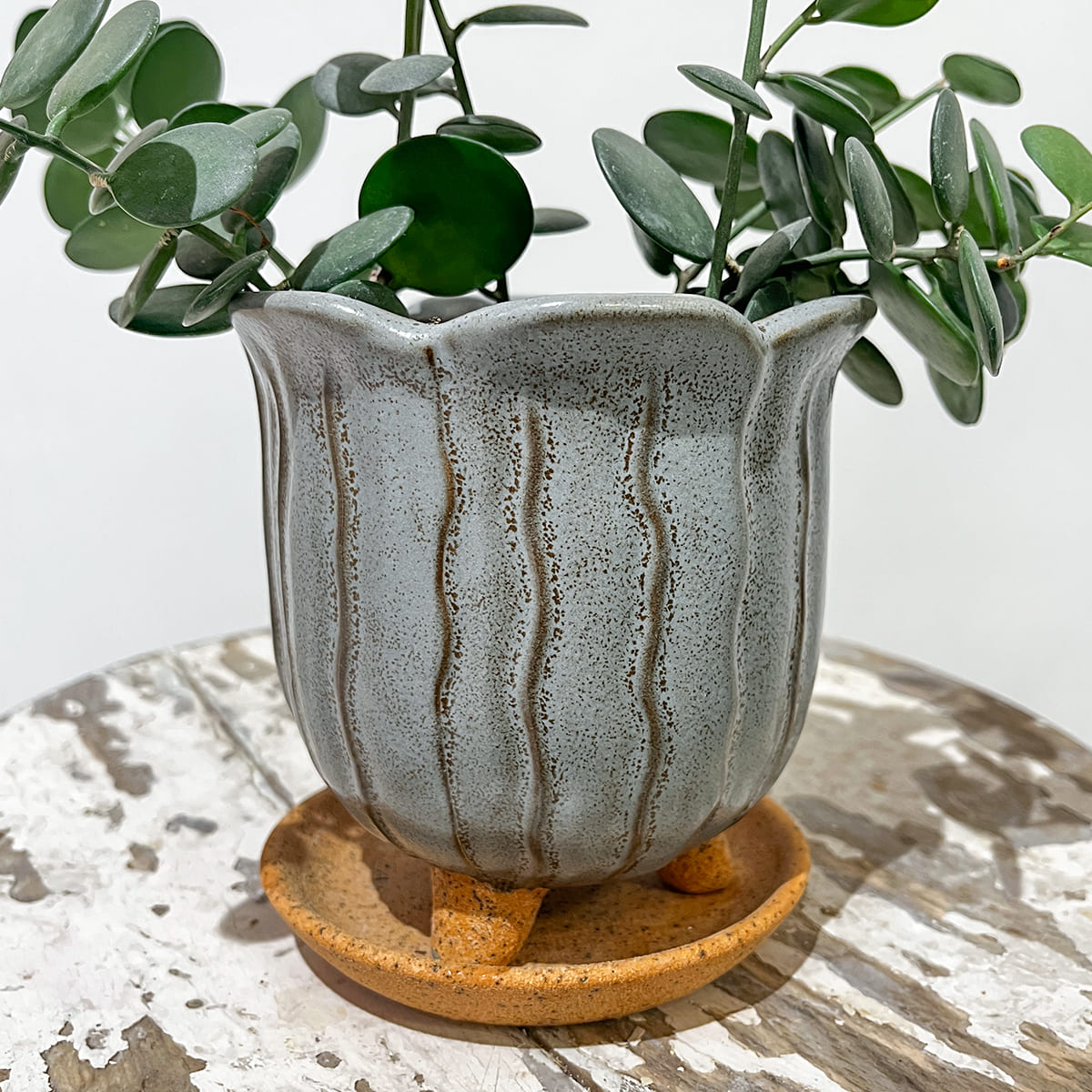 Zamia florida 03, small size | Houseplant (with ceramic pot) - carefully selected by buyers - Okinawan houseplants