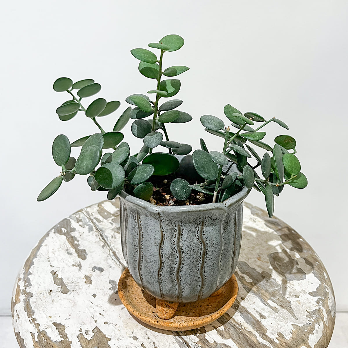 Zamia florida 03, small size | Houseplant (with ceramic pot) - carefully selected by buyers - Okinawan houseplants