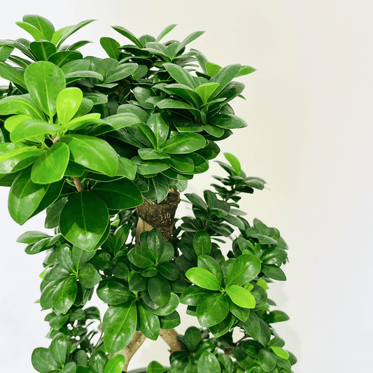 【ガジュマル】曲木仕立て|観葉植物