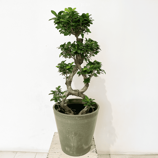 【ガジュマル】曲木仕立て｜観葉植物