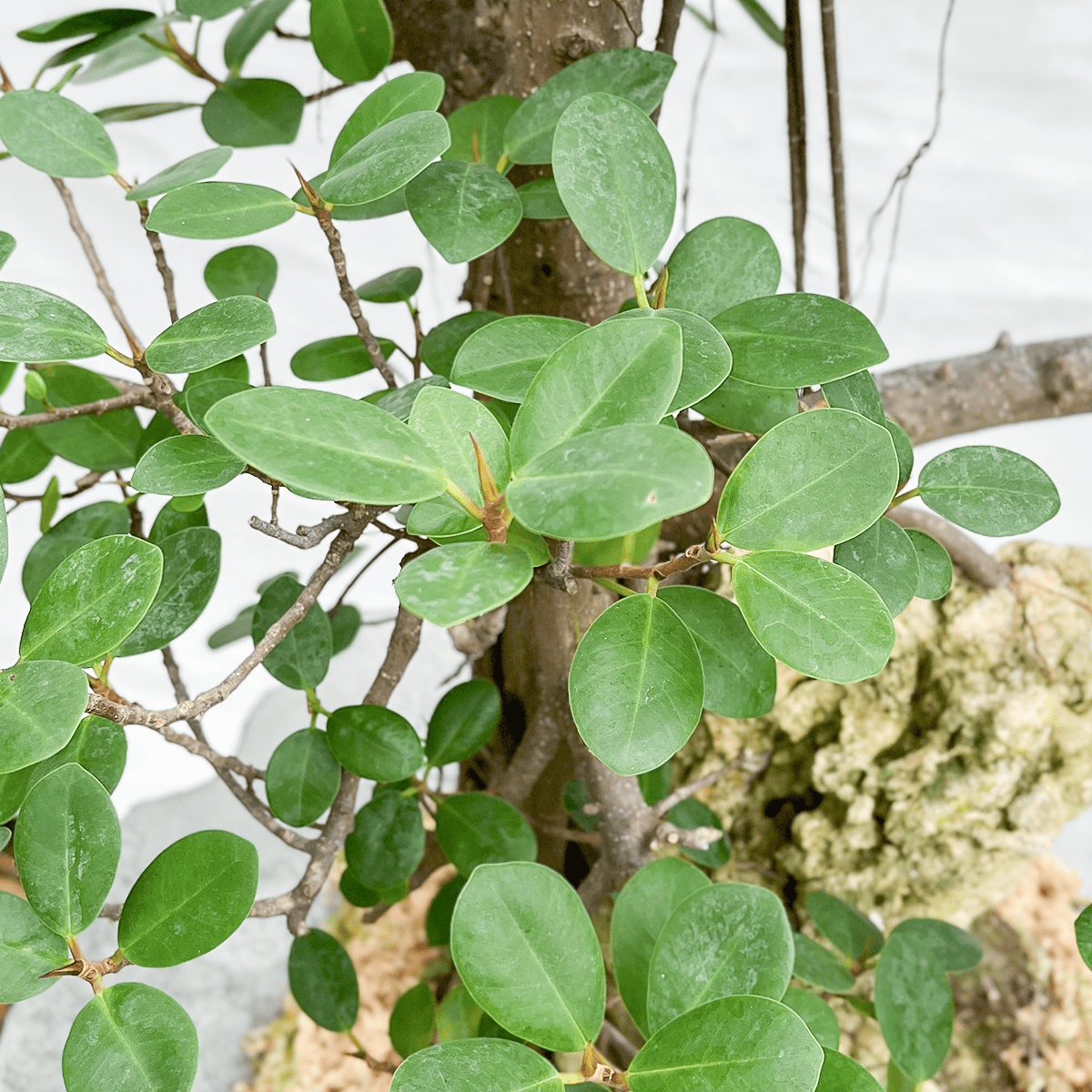 【気根ガジュマル03】鉄製花器｜大型｜観葉植物 《店頭受取・大阪近郊配送のみ》