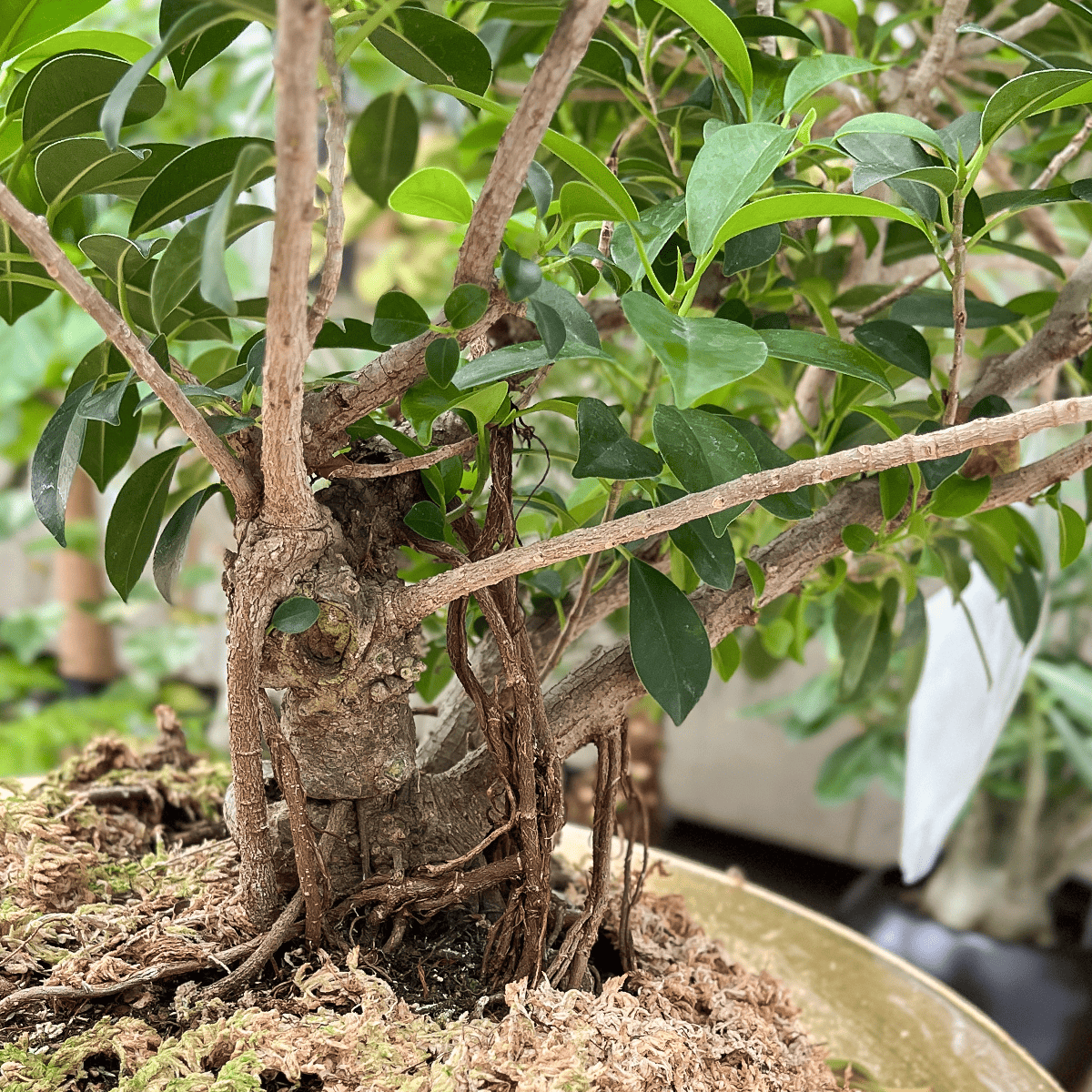 【気根ガジュマル05】ガラス製花器｜大型｜観葉植物 《店頭受取・大阪近郊配送のみ》