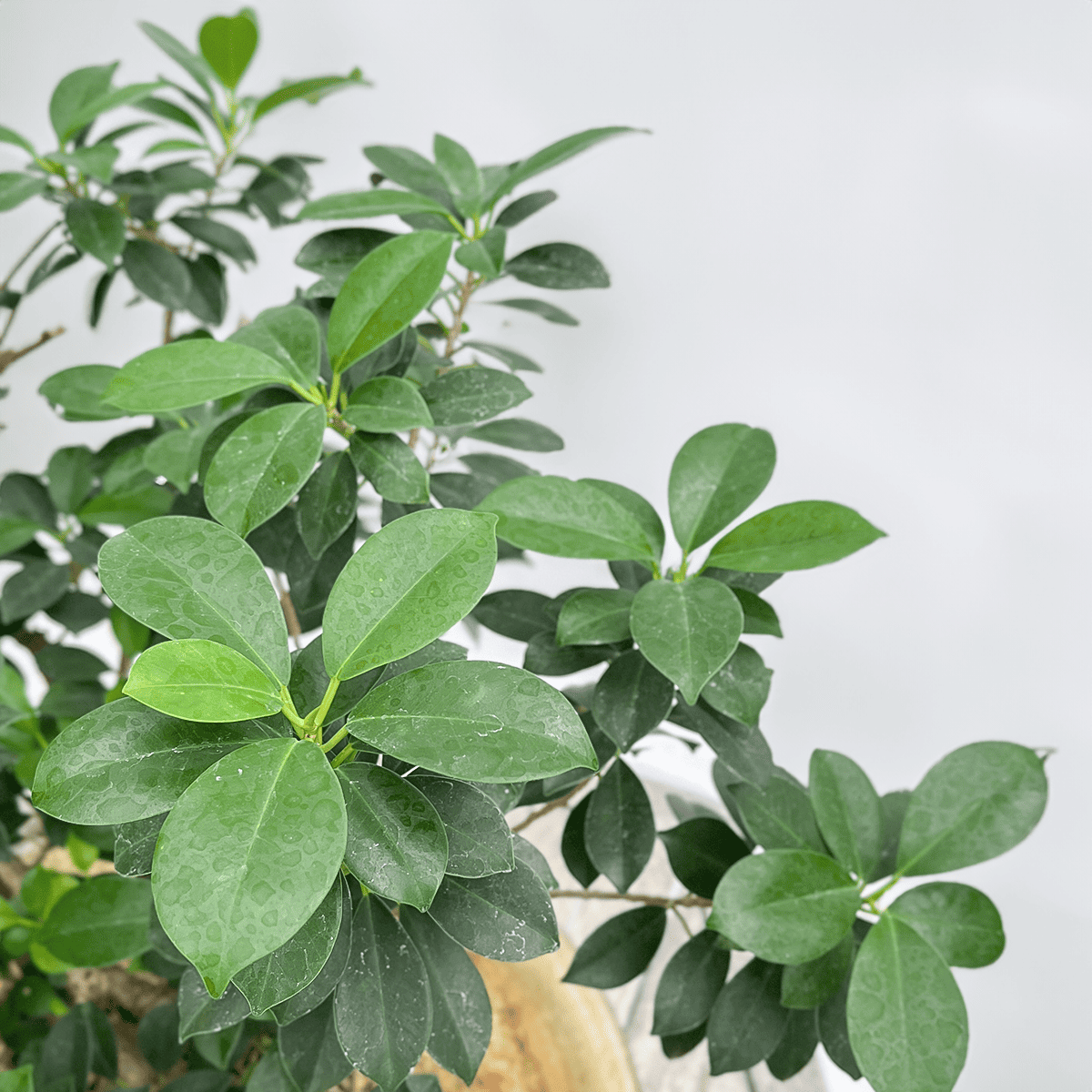 【気根ガジュマル05】ガラス製花器｜大型｜観葉植物 《店頭受取・大阪近郊配送のみ》