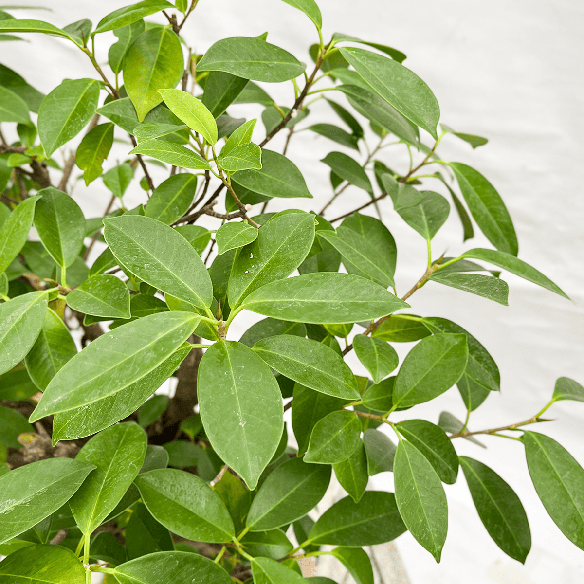 【気根ガジュマル06】木製花器｜大型｜観葉植物 《店頭受取・大阪近郊配送のみ》