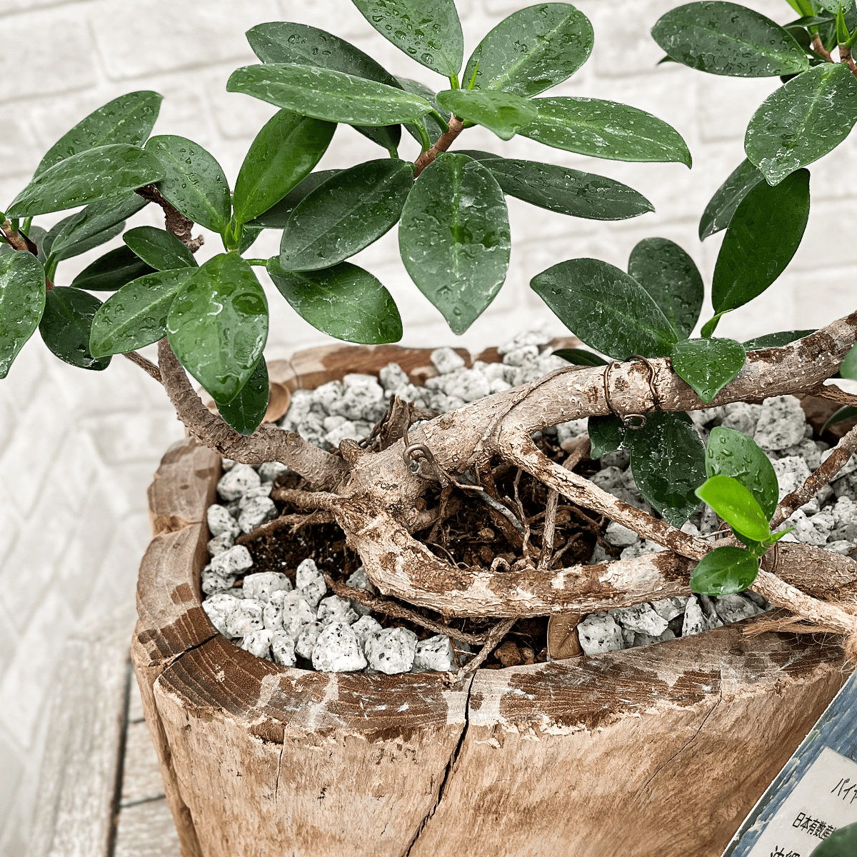 【気根ガジュマル07】木製花器｜大型｜観葉植物 《店頭受取・大阪近郊配送のみ》