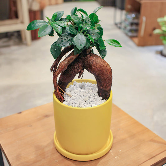【ガジュマル】幹立ち｜観葉植物 (陶器鉢付き)