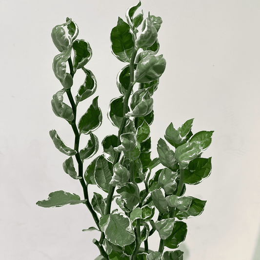 【ぺディランサス・ギンリュウ02】中型|観葉植物 (陶器鉢付)